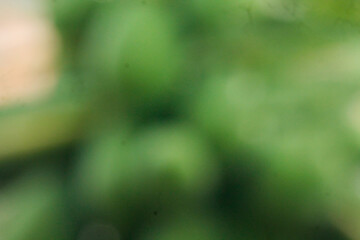 Green bokeh background from nature forest with morning sunlight out of focus	
