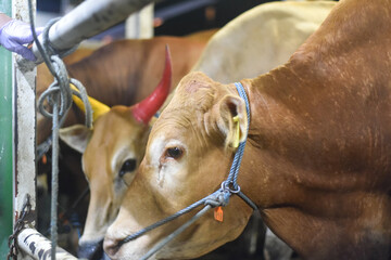Close-up of a Cow at Cattle Market	
