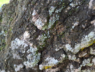 bark of a tree close up	

