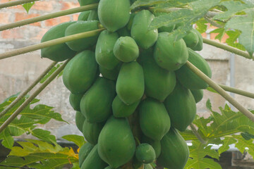 Fresh papaya fruit hanging in a cluster on a tree	
