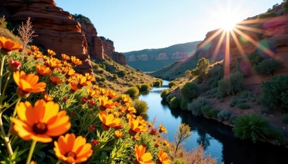 Sun-drenched wildflowers in Kalbarri's gorges, bush, kalbarri