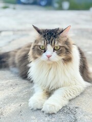 The cat has a thick, fluffy white chest and paws
