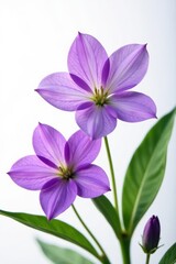 Obraz premium Close-up vibrant purple flowers against stark white backdrop , high-resolution, image, crisp
