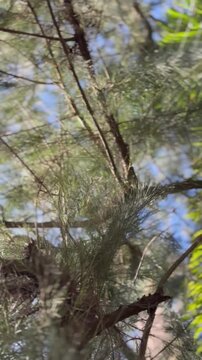gato trepando &aacute;rbol