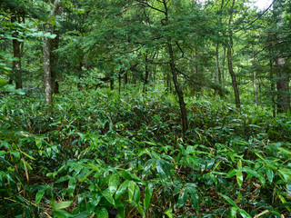 Fototapeta premium 夏の雨の日の観光名所上高地の森の風景