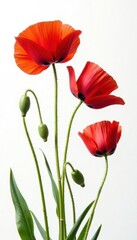 Obraz premium Vibrant red poppies, delicate petals, stark white backdrop, petals, wildflower