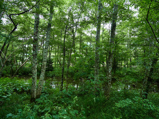 夏の雨の日の観光名所上高地の森の風景
