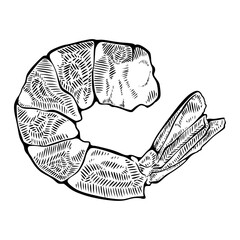 Boiled and Peeled Shrimp Line Art Vector – Hand Drawn Seafood Illustration

