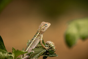 lizard on the tree