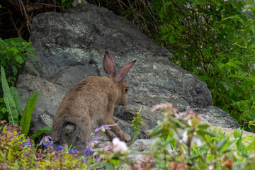 A small wild brown rabbit with long ears, dark eyes, and a white fluffy tail. The animal is sitting in a grassy meadow, nibbling on the lush grass. The inside of the long floppy ears is pink.