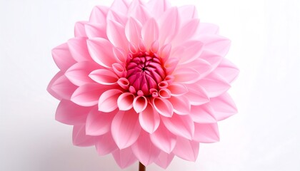 Close-up of a beautiful pink dahlia