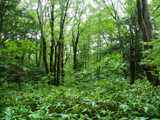夏の雨の日の観光名所上高地の森の風景