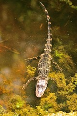 A baby alligator swims in a Florida lake