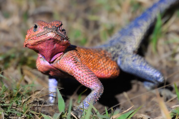 Close-up of a vividly coloured male Agama lizard (Agama agama) perched on a rock in Olare Motorogi Conservancy, Kenya.