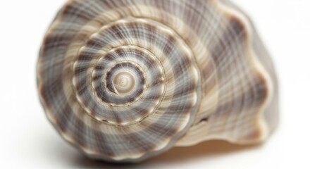 Obraz premium Close-up of a spiral seashell.