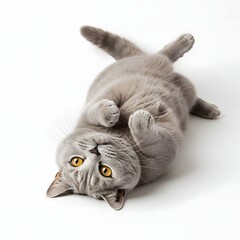 British Shorthair Cat Resting with Paws Tucked Under