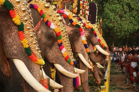  classical pooram festivels in thrissur, kerala, india.  Elephant with Pageants showcase festive parade is usually accompanied by a percussion orchestra. No models in this photo only blurred public  