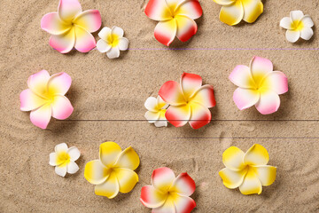Colorful plumeria flowers on sand, top view
