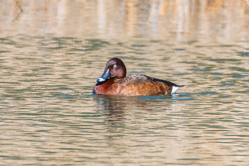 Hardhead duck also known as white-eyed duck in the water at the wetlands