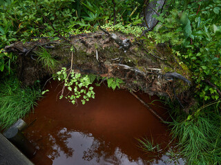 雨の日の上高地の森と湿原の風景