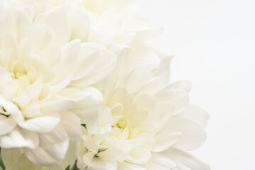 白色の菊の花を白背景でマクロ撮影08