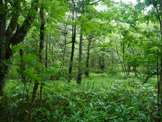 夏の雨の日の観光名所上高地の森の風景
