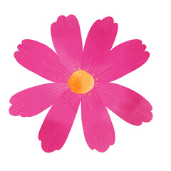 Pink watercolor cosmos illustration