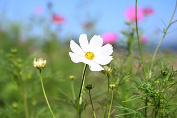 コスモスの花と青空