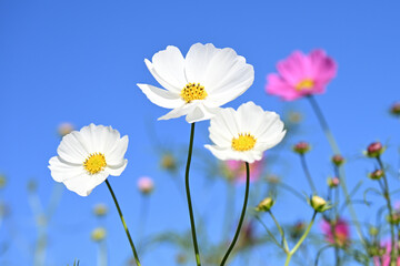 コスモスの花と青空