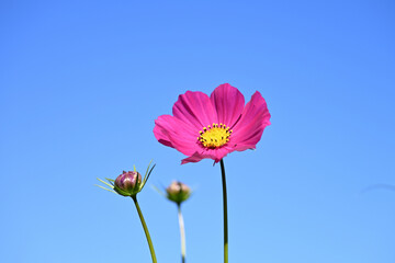 コスモスの花と青空