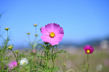 コスモスの花と青空