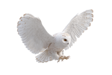 A snowy owl in flight, wings outstretched