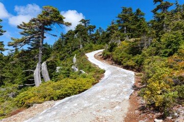 Winding mountain road through lush forest under a clear sky