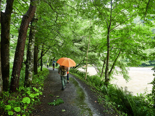 夏の観光名所上高地の森の散策道で歩く観光客の姿