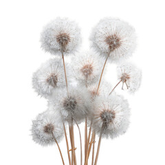 Obraz premium Fluffy dandelion seed heads bouquet, studio shot, black background, nature photography, website design
