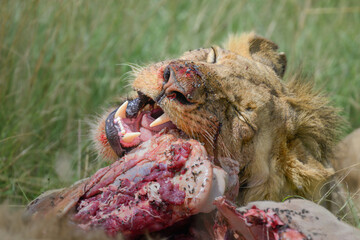 Male Lion (Panthera leo) feeding on a fresh carcass in Lion Camp, Kenya, showing powerful jaws and...