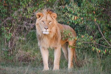 Male Lion (Panthera leo) standing alert in Lion Camp, Kenya, scanning the savanna for prey or intruders.
