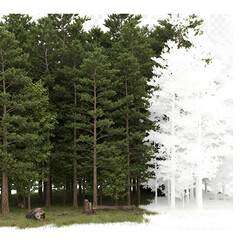 Obraz premium 3D Illustration of Lush Green Forest Trees Against Transparent Background
