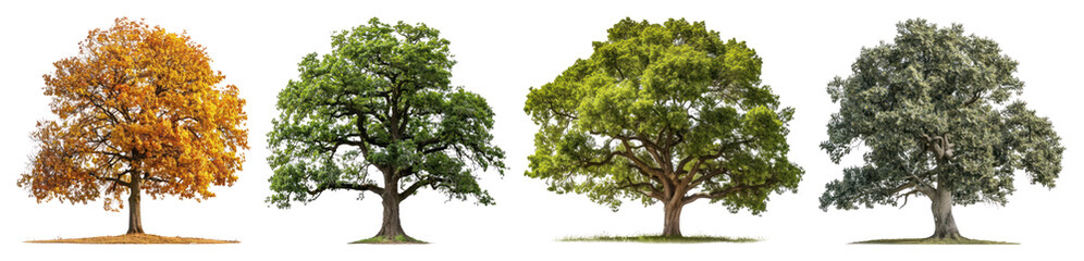Obraz premium PNG Four trees depicting seasonal changes, element set on transparent background