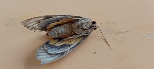 The image shows a Fig Sphinx moth, Pachylia ficus. 