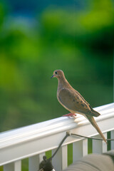 Brown Dove Perched on a Railing in a Green Garden During the Afternoon