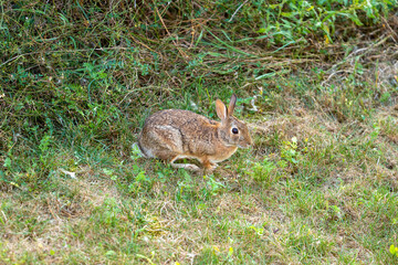 Rabbit Foraging in a Grassy Field During Daylight Hours