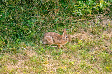 Rabbit Foraging in a Grassy Field During Daylight Hours