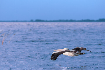 Close up of a white pelican flying above the water towards sunlight, Lake Colac, Victoria, Australia