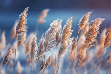 Fototapeta premium Rustic reeds in soft golden light