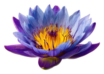Vibrant purple and blue lotus flower, detailed close-up