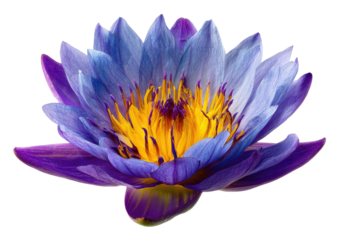 Vibrant purple and blue lotus flower, detailed close-up