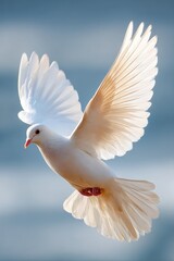 Fototapeta premium A majestic white dove in flight.