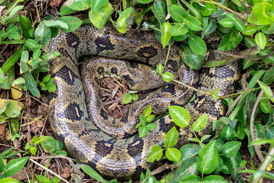 Madagascan Ground Boa