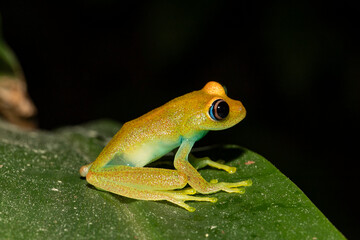 Green Bright-eyed frog of Madagascar
